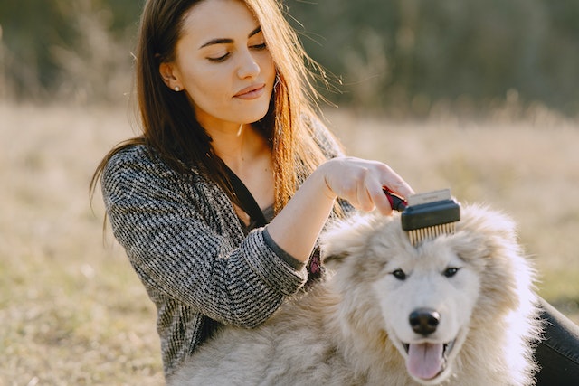 dog grooming.jpg